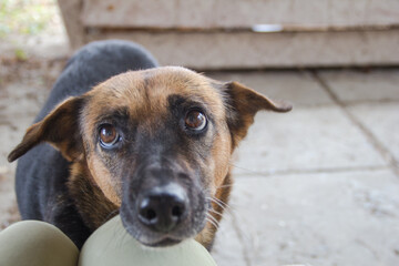 Sad dog sitting on the floor and looking at the camera. Selective focus.