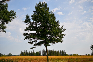 Lone Tree Standing Before a Cornfield in Minnesota