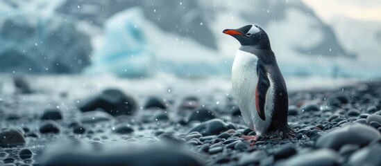 Obraz premium A Single Penguin on a Stony Beach