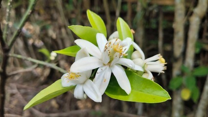 Macro Photoshoot Of Orange white and yellow flower