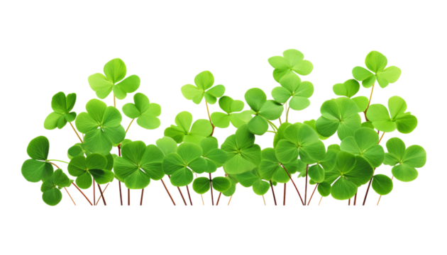 green clover leaves isolated on transparent background cutout