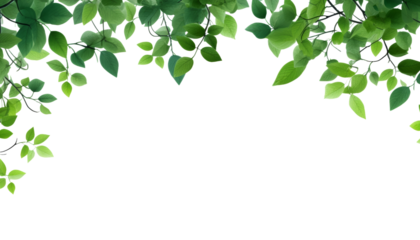 green leaves frame isolated on transparent background cutout
