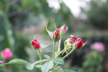 Beautiful blooming garden Roses in a garden