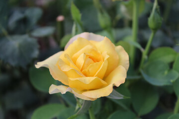 Beautiful blooming garden Roses in a garden