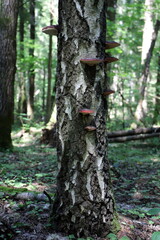 trunk of tree with mushrooms in the forest