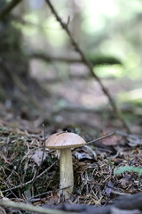 mushroom in the forest