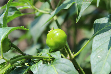 Green Round Chilli or Pepper 