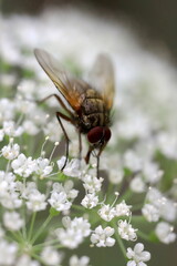 fly on a flower