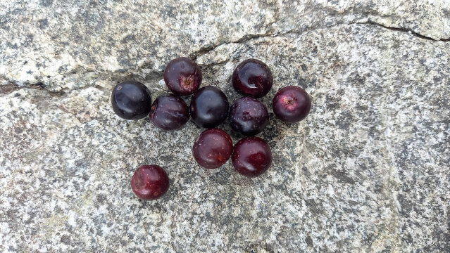 Monotheca Buxifolia or Sideroxylon buxifolium fruits