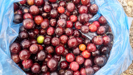 Monotheca Buxifolia or Sideroxylon buxifolium fruits