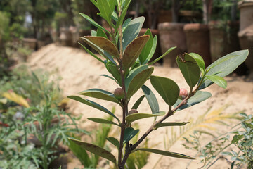 Ilex glabra, also known as Appalachian tea, evergreen winterberry, Canadian winterberry, gallberry, inkberry, dye-leaves and houx galbre