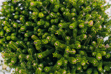 Naklejka premium Abies koreana landscape garden on a background of white decorative stones