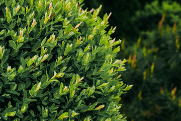 Whole-leaved willow Salix integra close-up in landscape garden