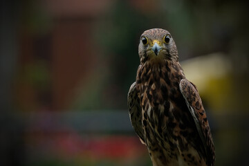 The common kestrel (Falco tinnunculus)