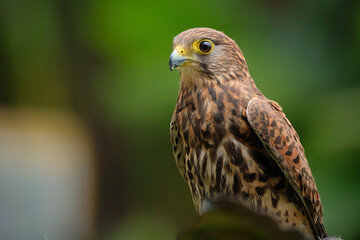 The common kestrel (Falco tinnunculus)