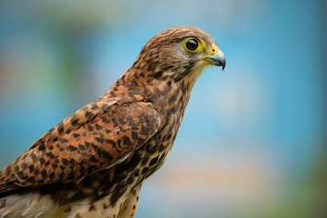 The common kestrel (Falco tinnunculus)