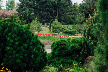 Pinus densata close-up in landscape garden