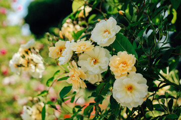 Obraz premium Yellow climbing rose bush close-up in botanical garden, rose background