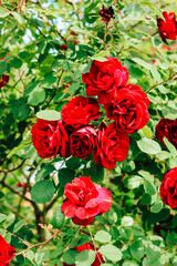 red peony climbing rose bush close-up in botanical garden, rose background