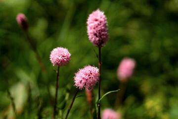 Pink wildflowers in green meadow