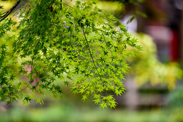 新緑が美しい楓の葉