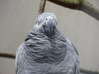 African grey parrot (Jako) at the zoo