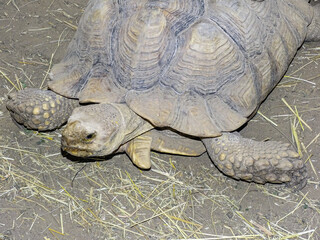 African spurred tortoise on the ground