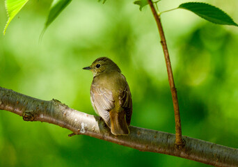 木陰で暑さを避けるムシクイ