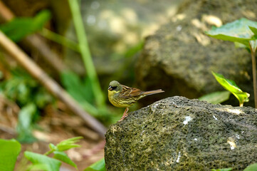 石の上で様子を窺う小鳥