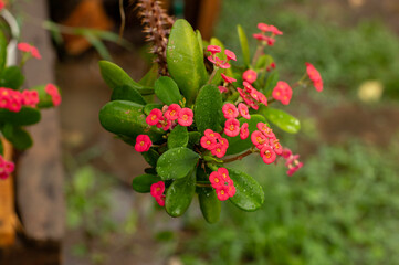 Red flowers of a euphorbia milii image