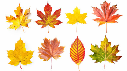 Obraz premium autumn leaves collection