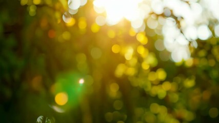 Sunlight Through Foliage - Powered by Adobe