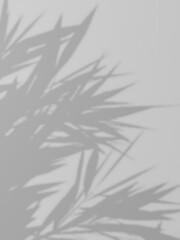 Naklejka premium 葉っぱのシルエットの背景素材