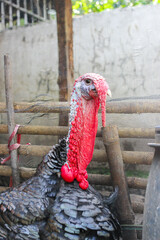 The Bronze turkey is named for its unusual color, a shimmering green-bronze which appears metallic in the sunlight