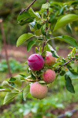 close up of red apples on tree