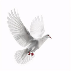 Fototapeta premium A free flying white dove, symbolizing peace and freedom, isolated on a white background.