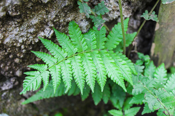 Portrait of Phegopteris connectilis, long beech fern © Dinar Budiman