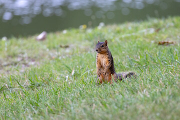 The fox squirrel (Sciurus niger), also known as the eastern fox squirrel or Bryant's fox squirre