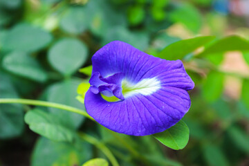 butterfly pea flower (blue pea, bluebellvine, cordofan pea, clitoria ternatea) with green leaves