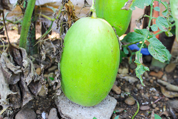 suri cucumber that is still green