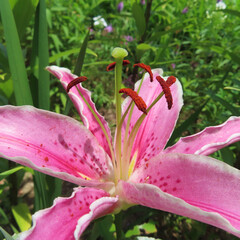 Obraz premium 日本で夏にユリがピンク色の花を咲かせています