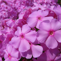 日本で夏にフロックスがピンク色の花を咲かせています