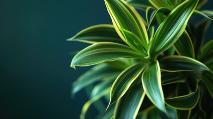 Fototapeta premium Dracaena fragrans plant close up with minimal styling and space for text