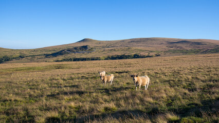 Obraz premium troupeau de vaches sur le plateau d'estive de Guéry autour du Puy Baladou et du Puy de la Tache dans le Sancy en auvergne en France en été