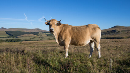 troupeau de vaches sur le plateau d'estive de Guéry autour du Puy Baladou et du Puy de la Tache...