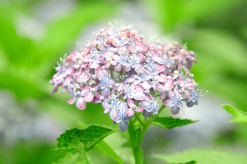 紫陽花