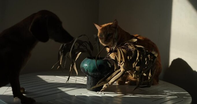 young curious cat smell, play with blooming greenery flower branch. Cozy home kitchen interior. Beautiful cute ginger striped household pet. Springtime vertical concept. video footage 4k