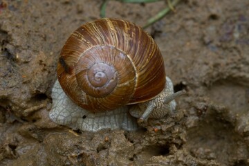 snail on a leaf