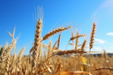 Obraz premium Serene and beautiful boundary of a golden wheat field forming a stunning natural border