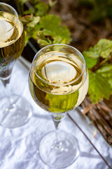 Tasting of brut champagne sparkling wine outdoor with view on pinot noir gran cru vineyards of famous champagne houses in Montagne de Reims by Verzenay, Champagne, France